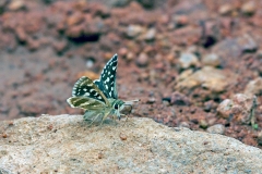Mountain Sandman [Spialia spio]