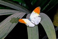 Great Orange Tip [Hebomoia glaucippe]