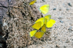 Broad-bordered Grass Yellow [Eurema brigitta brigitta]