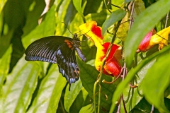 Asian Swallowtail [Papilio lowi]