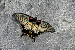 Great Mormon [Papilio memnon]