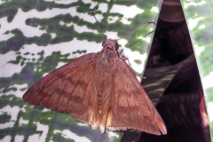 Yellow-tipped Flasher [Astraptes anaphus annetta]