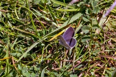 Small Blue [Cupido minimus]
