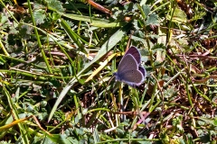 Small Blue [Cupido minimus]