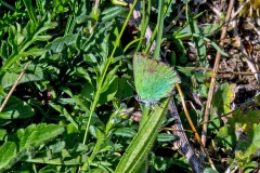 Green Hairstreak [Callophrys rubi]