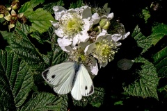 Green-veined White [Pieris napi]