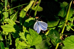 Holly Blue [Celastrina argiolus britanna]