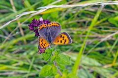 Small Copper [Lycaena phlaeas eleus]