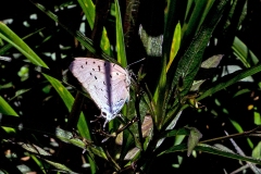 Sky-blue Hairstreak [Pseudolycaena damo]