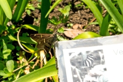 Tanna Longtail [Spicauda tanna]