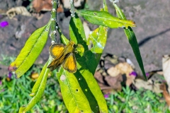 Fiery Skipper [Hylephila phyleus]