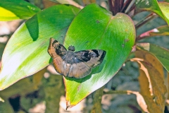 Bruised Skipper [Zera hyacinthus hyacinthus]