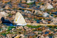 Pea Blue [Lampides boeticus]