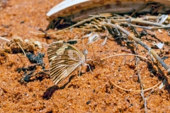 Zebra White [Pinacopteryx eriphia eriphia]