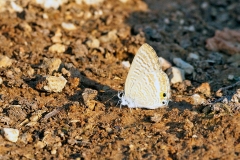 Pea Blue [Lampides boeticus]