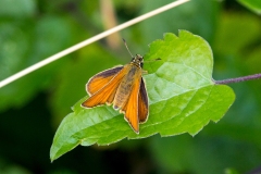 Small Skipper [Thymelicus sylvestris]