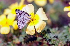 Brown-veined White [Belenois aurota aurota]