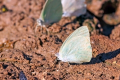 African Migrant [Catopsilia florella]