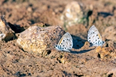 Topaz-spotted Blue [Azanus jesous]