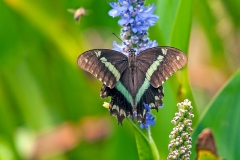 Green-banded Swallowtail [Papilio nireus lyaeus]