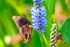 Green-banded Swallowtail [Papilio nireus lyaeus]