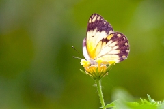 African Common White [Belenois creona severina]