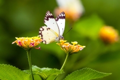African Common White [Belenois creona severina]