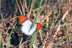 Common Orange Tip [Colotis evenina evenina]