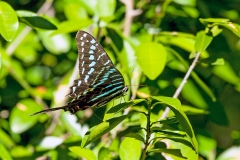Mamba Swordtail [Graphium colonna]