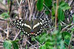 Citrus Swallowtail [Papilio demodocus]