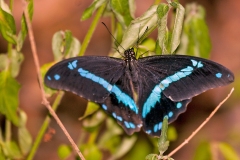 Green-banded Swallowtail [Papilio nireus lyaeus]