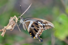 Constantine's Swallowtail [Papilio constantinus]