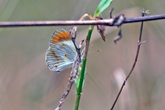 Small Orange Tip [Colotis evagore antigone]