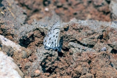 Thorn-tree Blue [Azanus moriqua]