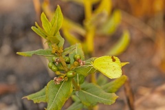 Common Grass Yellow [Eurema hecabe solifera]