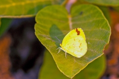 Common Grass Yellow [Eurema hecabe solifera]