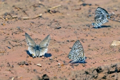 Common Zebra Blue [Leptotes pirithous pirithous]