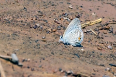 Common Smoky Blue [Euchrysops malathana]