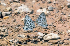 Common Zebra Blue [Leptotes pirithous pirithous]