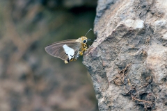 Two-pip Policeman [Coeliades pisistratus]