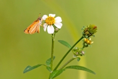 Arrowhead Skipper [Teniorhinus harona]