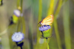 Arrowhead Skipper [Teniorhinus harona]