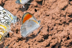 Common Orange Tip [Colotis evenina evenina]