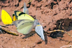 Lemon Tip [Colotis subfasciatus]