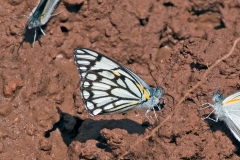Brown-veined White [Belenois aurota aurota]
