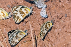Zebra White [Pinacopteryx eriphia eriphia]