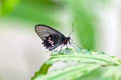 Spear-winged Cattle-heart [Parides neophilus napoensis]