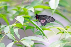Fluminense Swallowtail [Parides zacynthus]