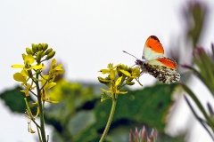 Orange Tip [Anthocharis cardamines]