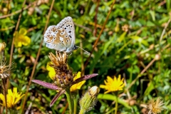 Chalk Hill Blue [Polyomattus coridon]